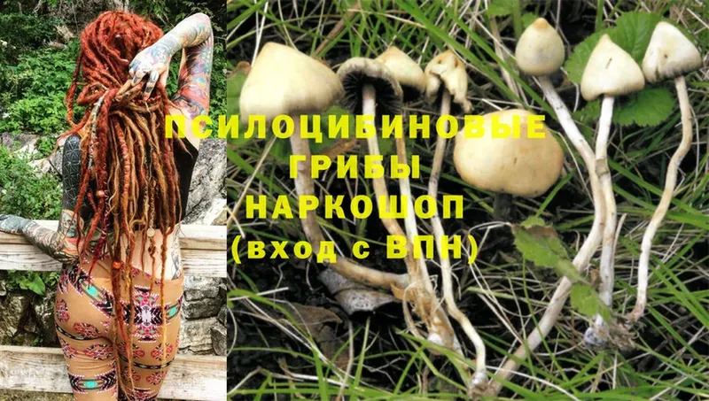 Псилоцибиновые грибы Psilocybine cubensis  Нелидово 